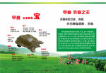 甲鱼功效