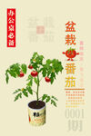 盆栽小番茄创意包装贴