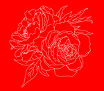牡丹花线稿图