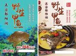 生鲜 美食 餐饮 甲鱼