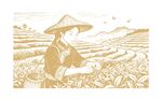 茶叶线稿