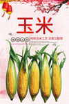 玉米