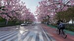 樱花道上的骑行者