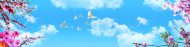 蓝天白云 樱花