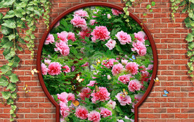 砖墙牡丹花海电视背景墙