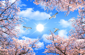 樱花 蓝天白云