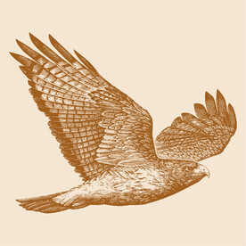 手绘版画老鹰