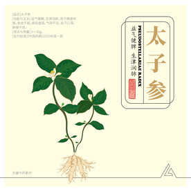 矢量彩色手绘线描太子参