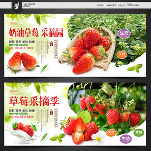 草莓采摘