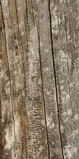 老旧木板纹理特写