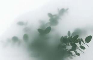 雾气磨砂膜效果绿植贴图