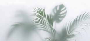 雾气磨砂膜效果绿植贴图