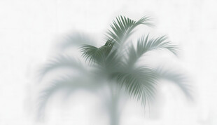 雾气磨砂膜效果绿植贴图