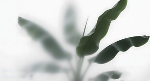 雾气磨砂膜效果绿植贴图