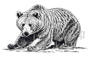 矢量手绘线描黑熊图