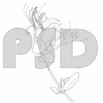 金银花手绘线稿