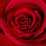 玫瑰高清手绘花卉印花