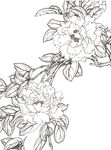 牡丹花国画线稿手绘花纹