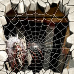 蜘蛛网电梯贴 3D画