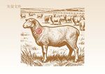 手绘羊插画