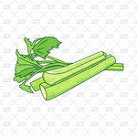 新鲜芹菜插画