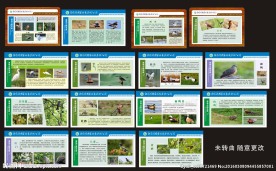 白龟湖湿地鸟类