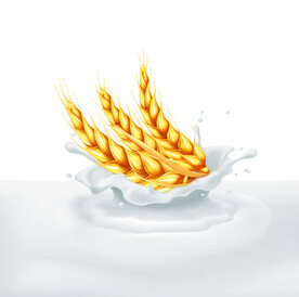 奶花麦穗分层图