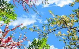 蓝天白云 樱花 树枝