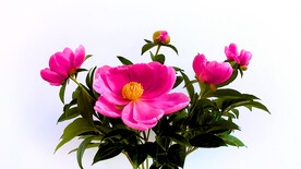 芍药花开延时摄影