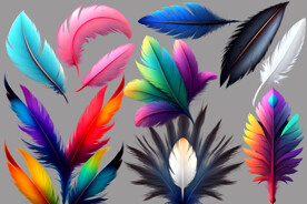 彩色的羽毛