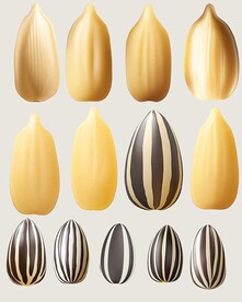 瓜子向日葵籽葵花籽高清图