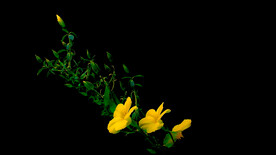 石海椒花开延时摄影