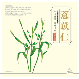 薏苡仁 矢量素材  薏米