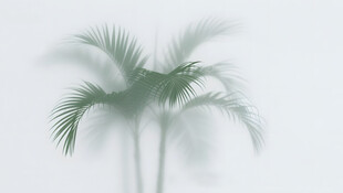 雾气磨砂膜效果绿植贴图