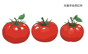 矢量手绘西红柿