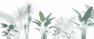 雾气磨砂膜效果绿植贴图