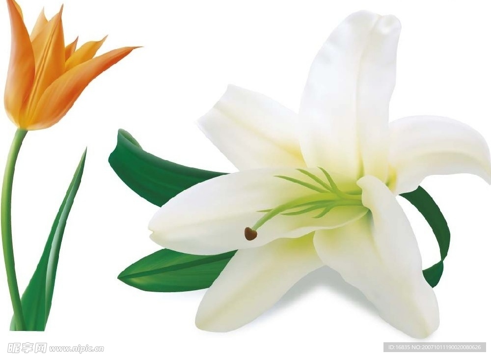 夭量百合花
