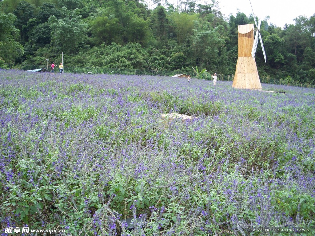 盘龙峡--薰依草   风车