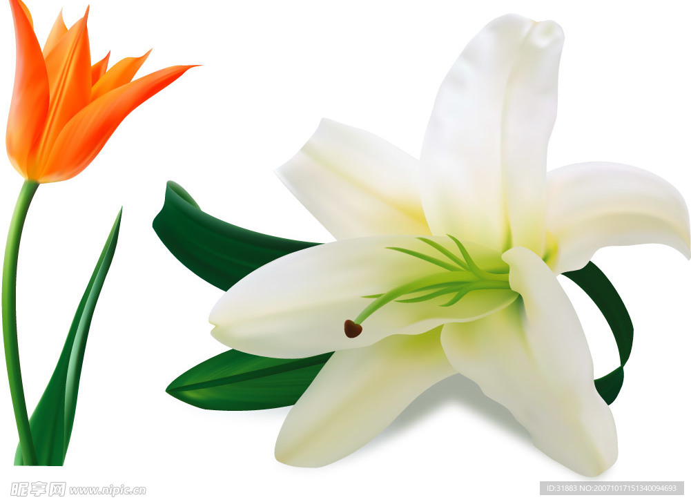 百合花