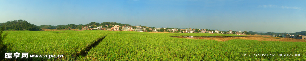 杨叶果蔗基地