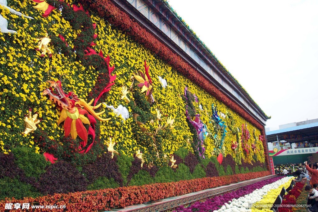 菊花墙龙腾盛世