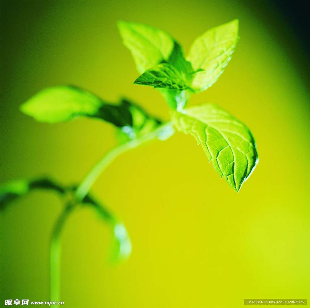 绿色背景叶子