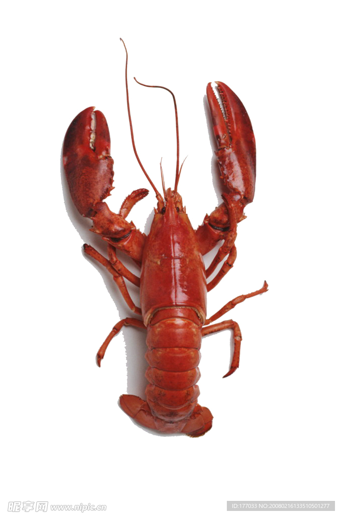 大龙虾