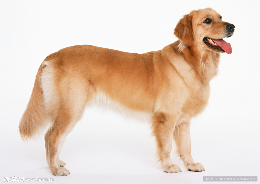 金毛犬