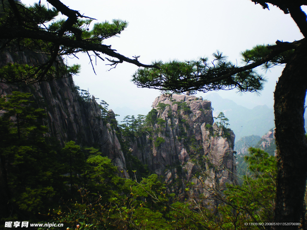黄山松