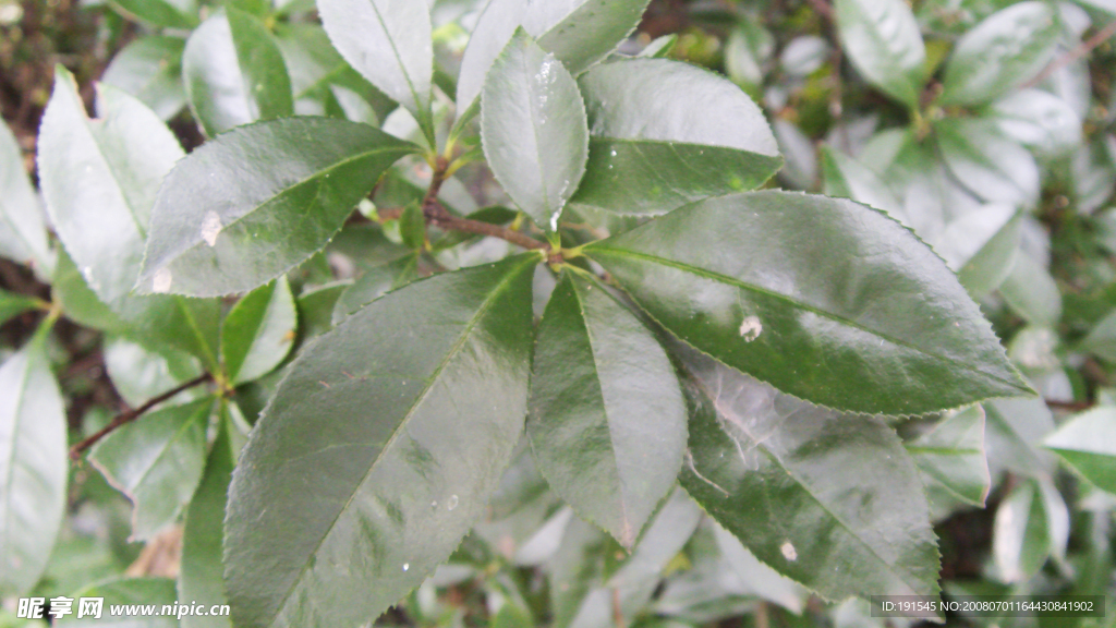 绿色的茶树叶子