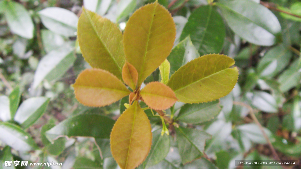 棕色的茶树叶子