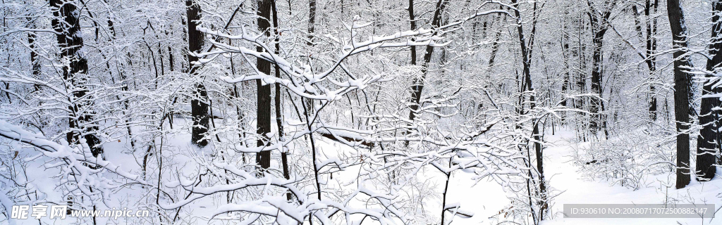 森林雪景