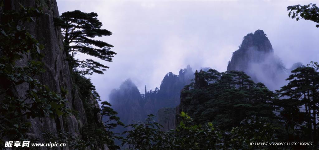 迎客松