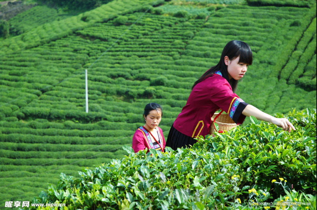 采茶女